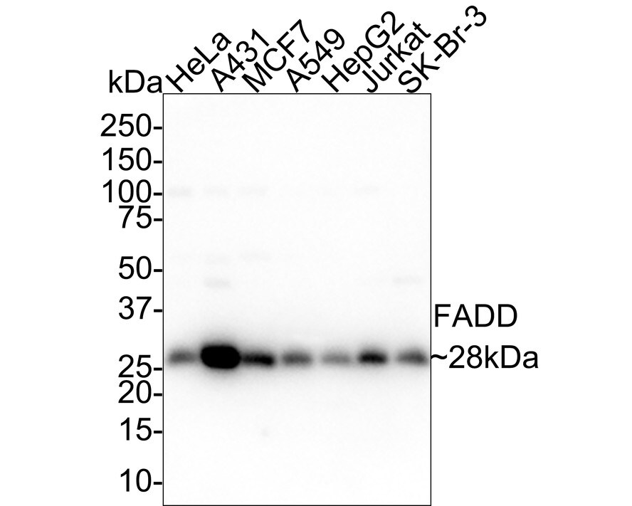 FADD Antibody (PSH01-13) Western Blot: FADD Antibody (PSH01-13) [NBP3-32329]