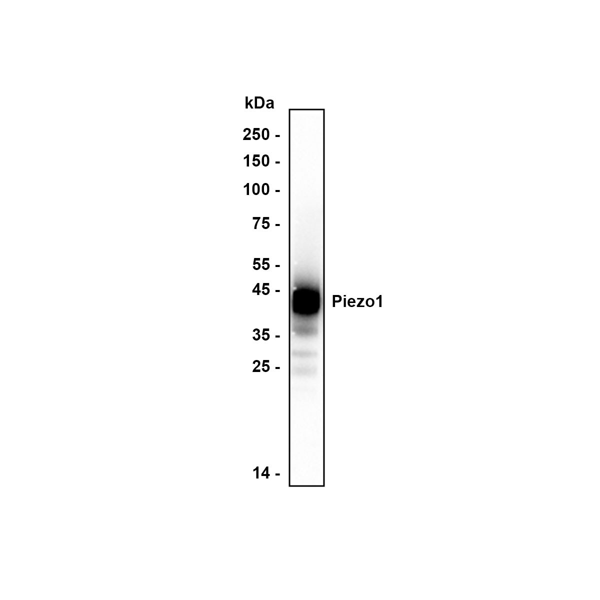 PIEZO1 Antibody (2-10-R-A) Western Blot: PIEZO1 Antibody (2-10-R-A) [NBP3-32331]