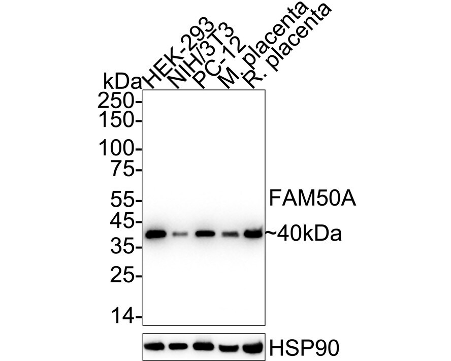 FAM50A Antibody (JE65-21) Western Blot: FAM50A Antibody (JE65-21) [NBP3-32332]