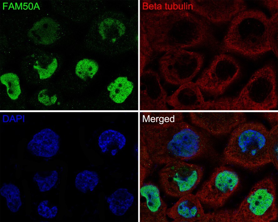FAM50A Antibody (JE65-21)