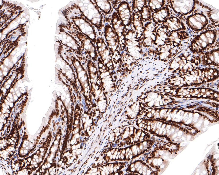 FAM50A Antibody (JE65-21)