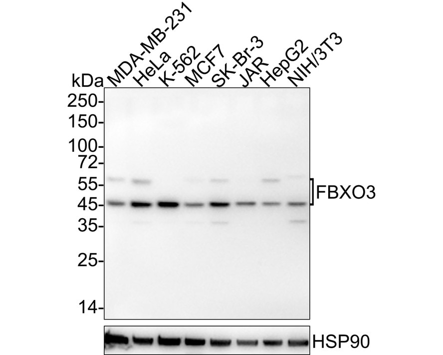 FBXO3 Antibody (PSH04-09) Western Blot: FBXO3 Antibody (PSH04-09) [NBP3-32334]