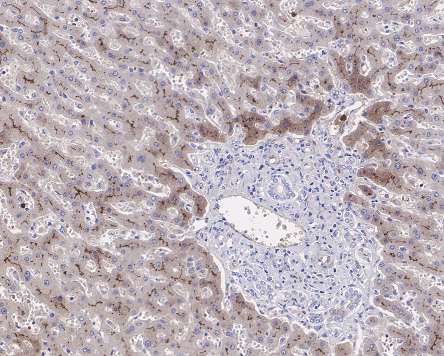 Fetuin A/AHSG Antibody (JE54-96)
