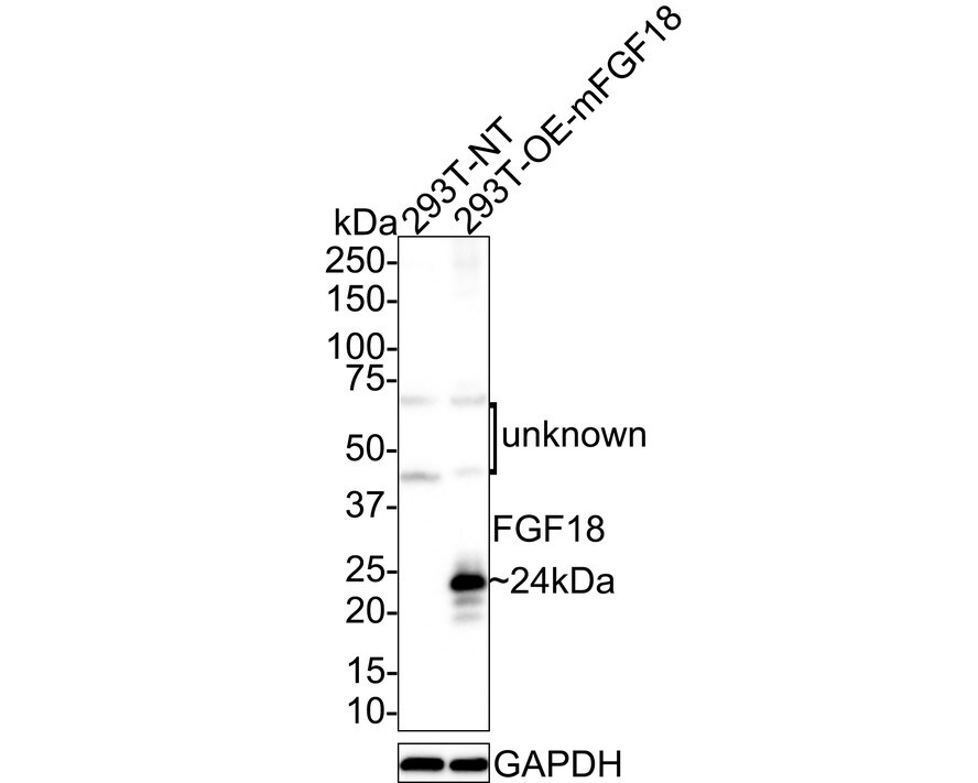 FGF18 Antibody (PSH01-25) Western Blot: FGF18 Antibody (PSH01-25) [NBP3-32337]