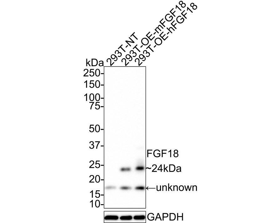 FGF18 Antibody (PSH01-24) Western Blot: FGF18 Antibody (PSH01-24) [NBP3-32338]