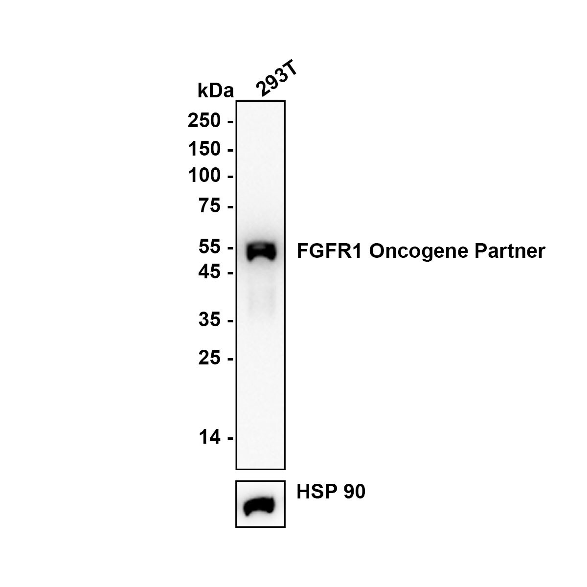 FGFR1OP Antibody (JE64-24) Western Blot: FGFR1OP Antibody (JE64-24) [NBP3-32339]