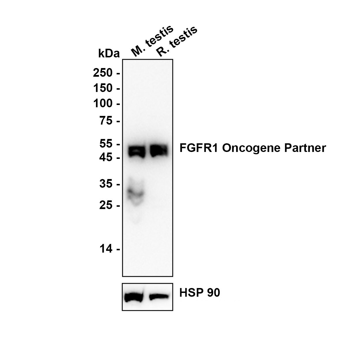 FGFR1OP Antibody (JE64-24) Western Blot: FGFR1OP Antibody (JE64-24) [NBP3-32339]
