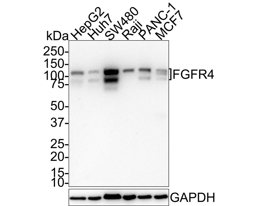 FGFR4 Antibody (JE59-96) Western Blot: FGFR4 Antibody (JE59-96) [NBP3-32340]