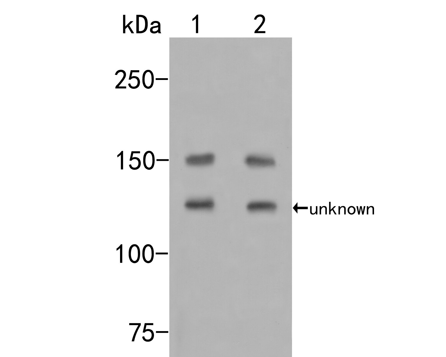 Flightless I Antibody