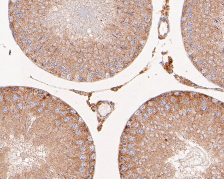 Flightless I Antibody