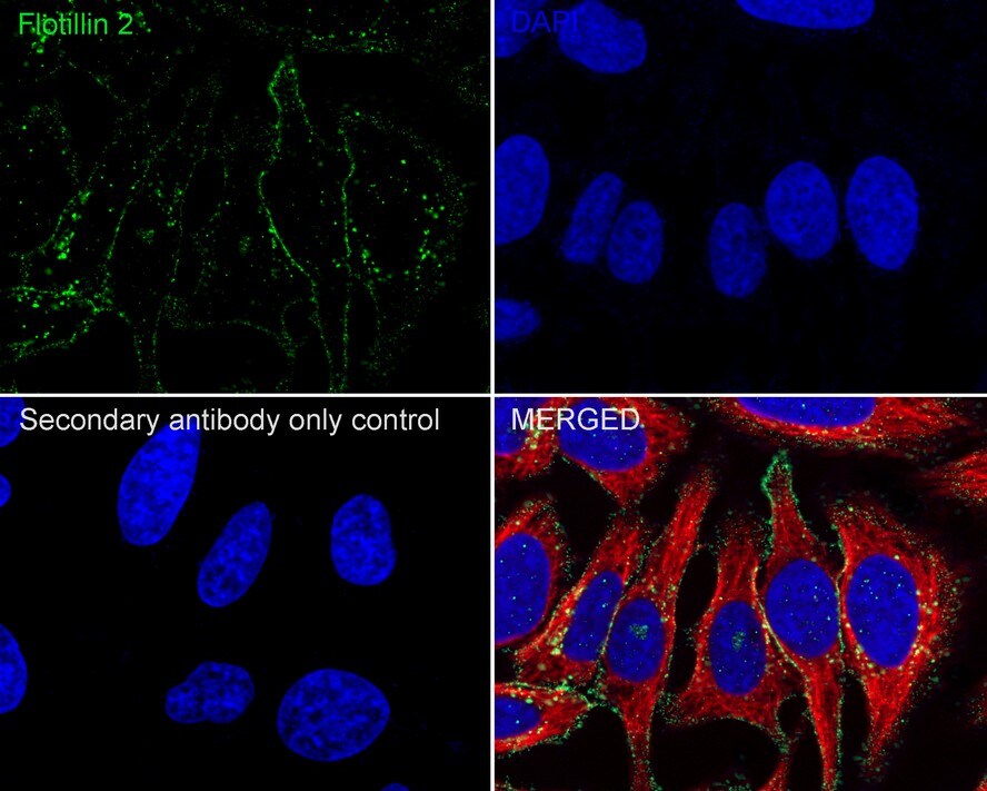 Flotillin 2 Antibody (PSH03-41)