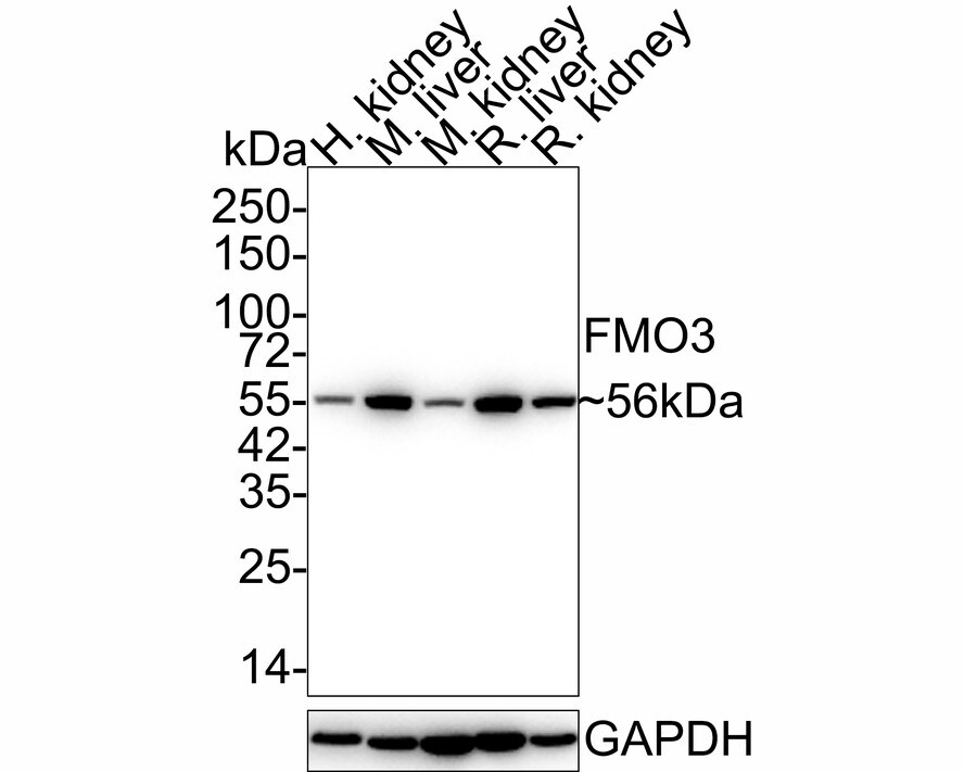 FMO3 Antibody (JE55-13) Western Blot: FMO3 Antibody (JE55-13) [NBP3-32344]