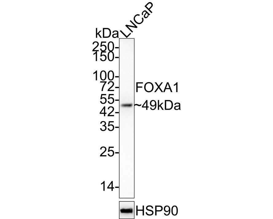 HNF-3 alpha/FoxA1 Antibody (A2E8-R) Western Blot: HNF-3 alpha/FoxA1 Antibody (A2E8-R) [NBP3-32346]
