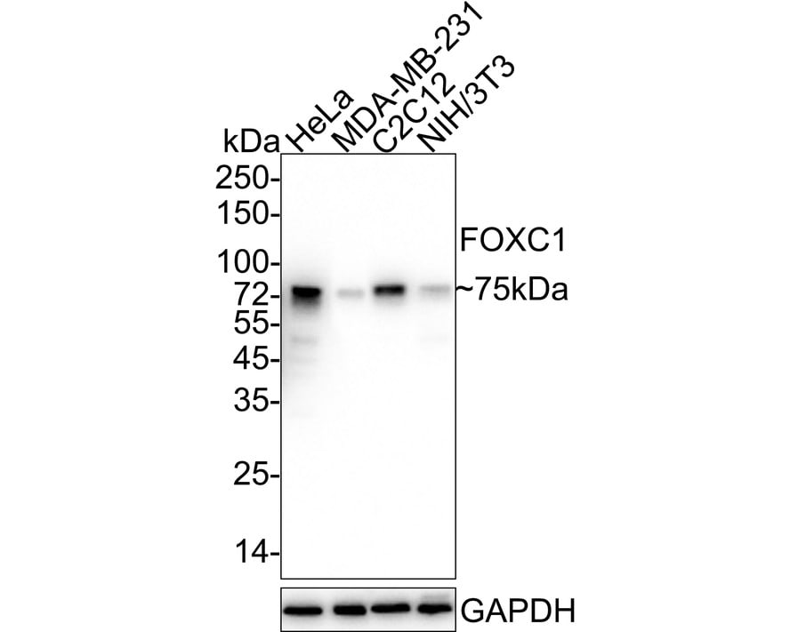 FoxC1 Antibody (PSH03-89) Western Blot: FoxC1 Antibody (PSH03-89) [NBP3-32347]