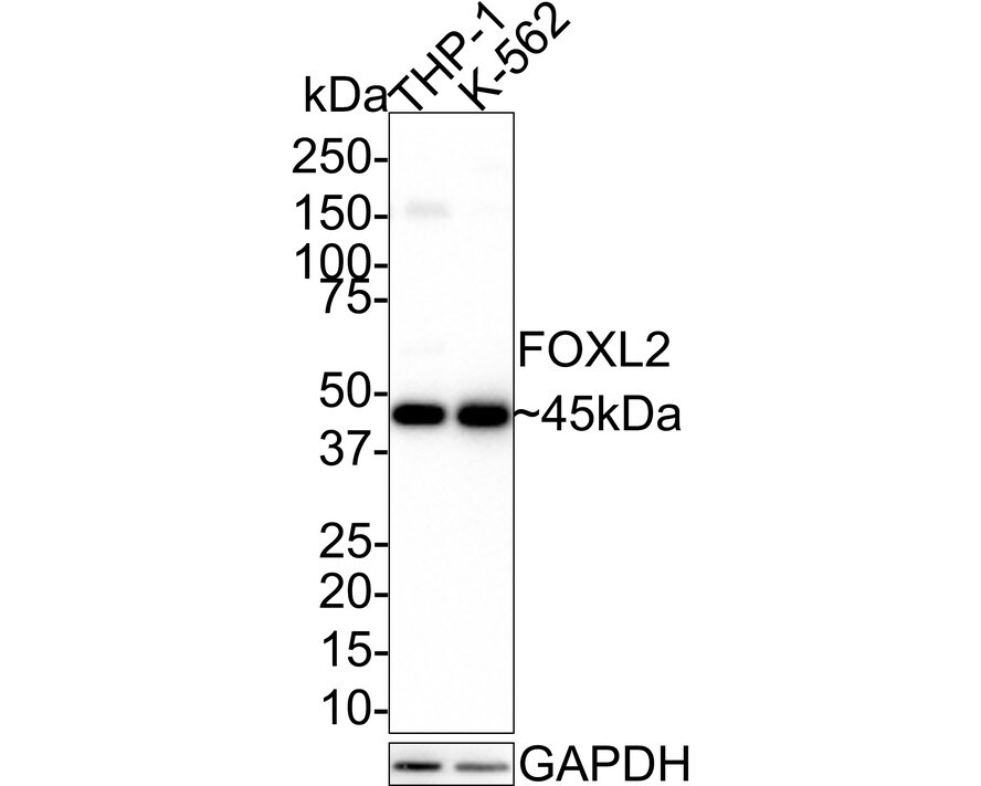 FOXL2 Antibody (JE38-52)