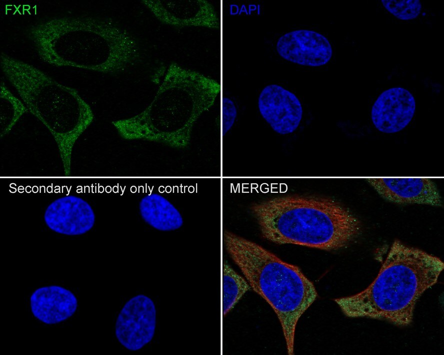 FXR1 Antibody (JE40-57)