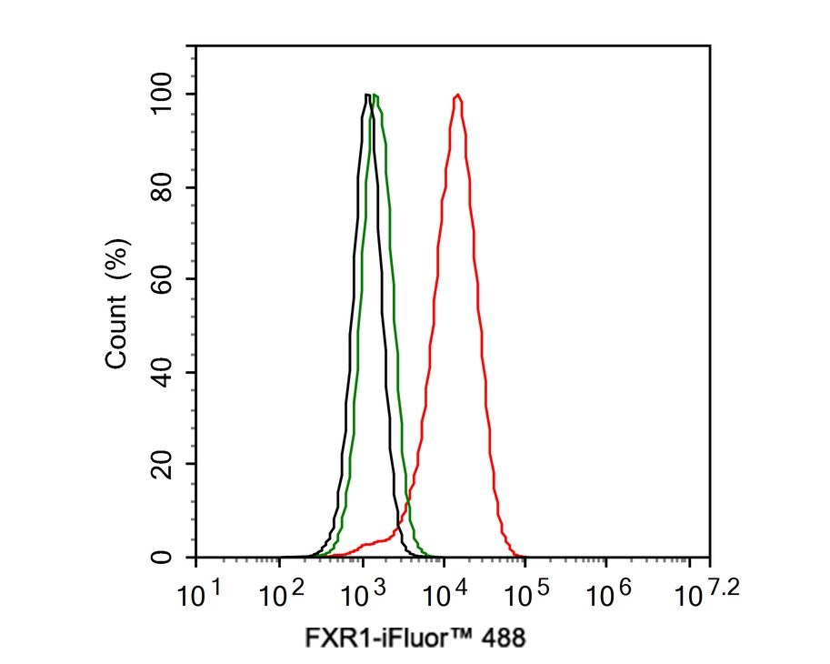FXR1 Antibody (JE40-57)