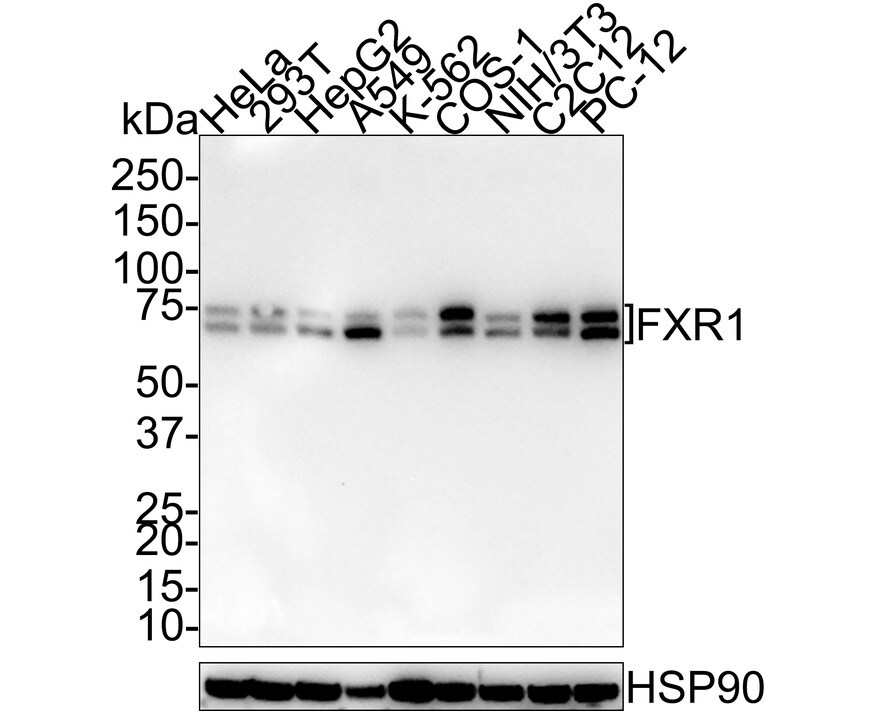 FXR1 Antibody (PSH01-35) Western Blot: FXR1 Antibody (PSH01-35) [NBP3-32355]