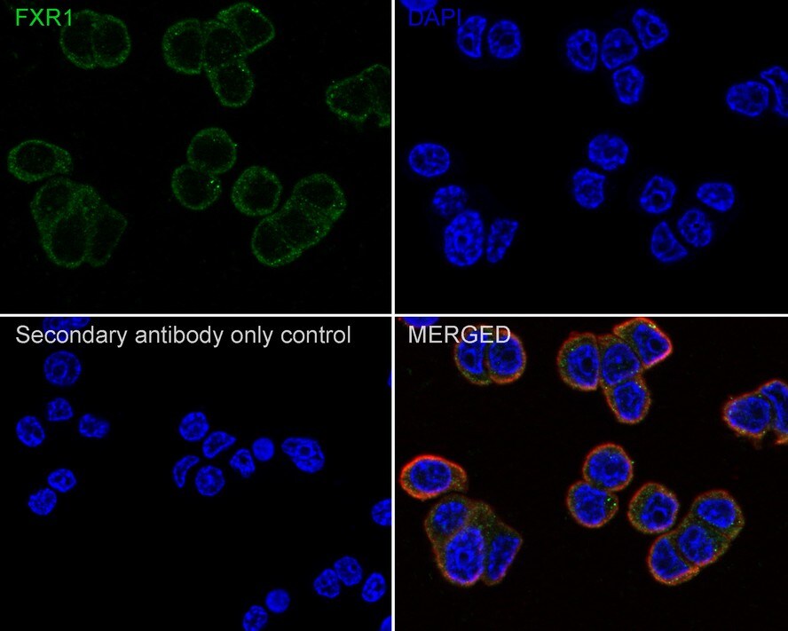 FXR1 Antibody (PSH01-35)