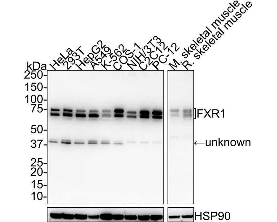 FXR1 Antibody (PSH01-67) Western Blot: FXR1 Antibody (PSH01-67) [NBP3-32356]