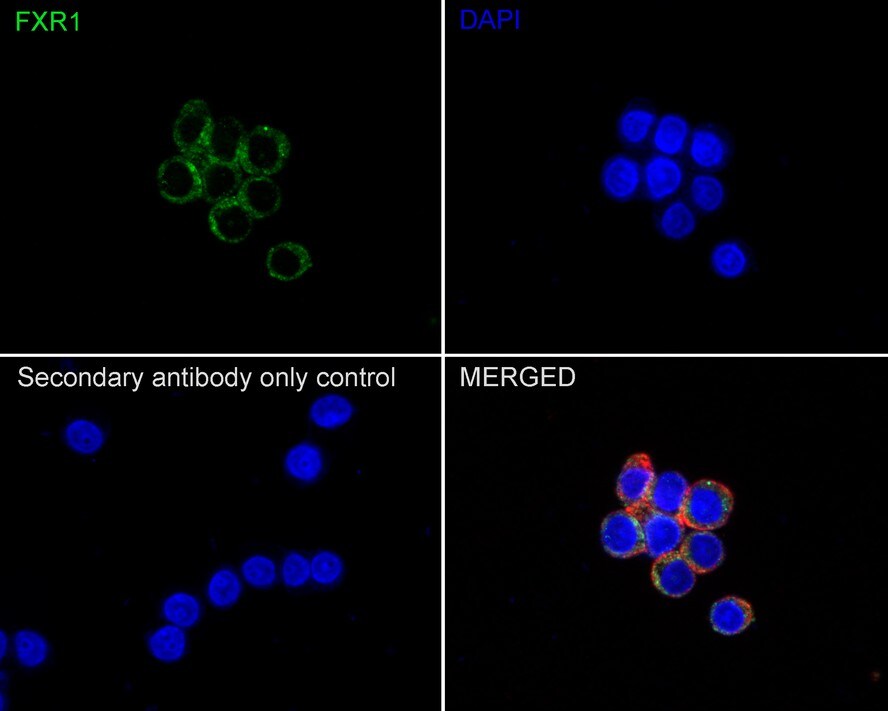 FXR1 Antibody (PSH01-67)