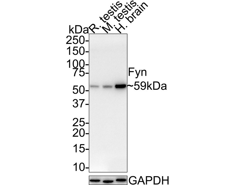 Fyn Antibody (JE42-22)
