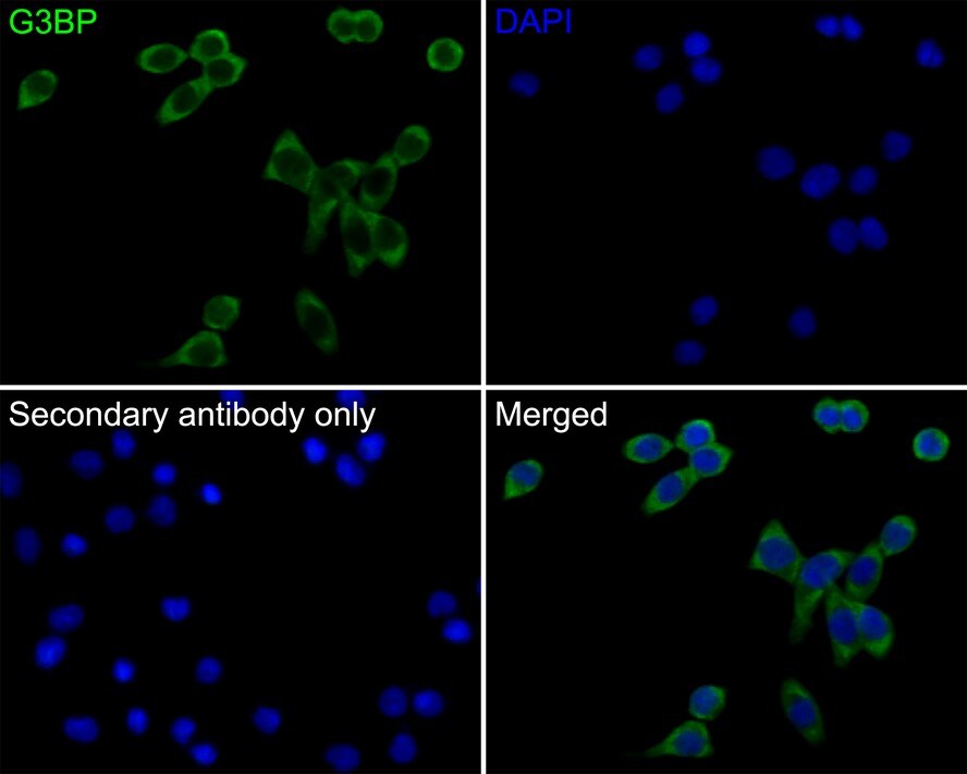 G3BP1 Antibody (JE35-20)