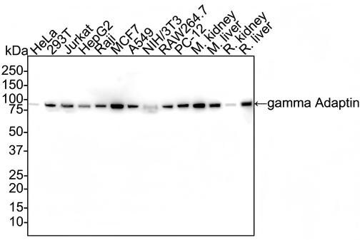Gamma Adaptin Antibody (PSH02-65) Western Blot: Gamma Adaptin Antibody (PSH02-65) [NBP3-32365]