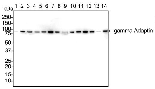 Gamma Adaptin Antibody (PSH02-65)