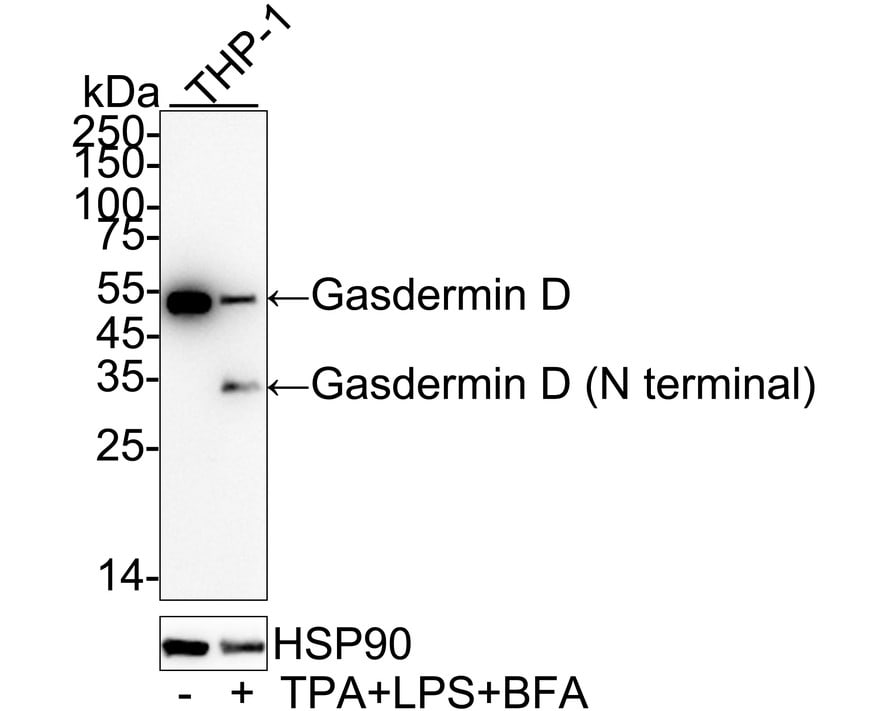 Gasdermin D Antibody (PD00-18) - N-terminal Western Blot: Gasdermin D Antibody (PD00-18) - N-terminal [NBP3-32369]