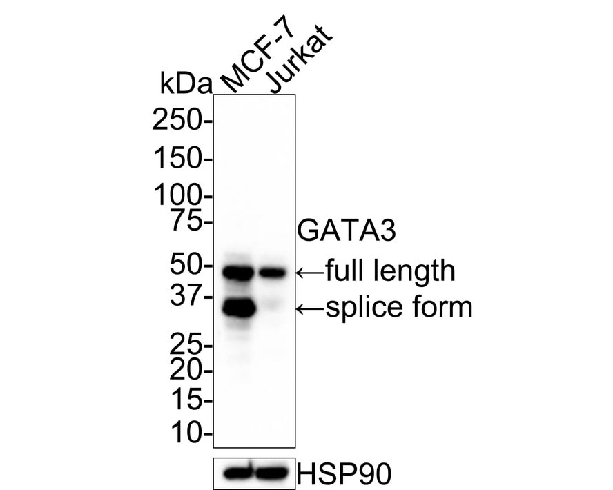 GATA-3 Antibody (PD00-41)