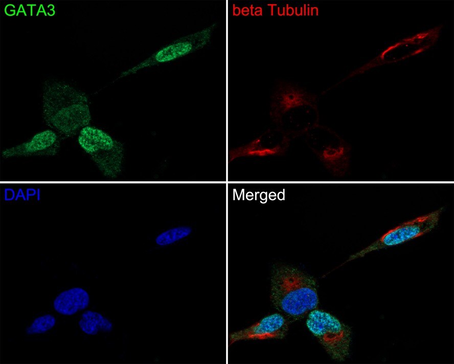 GATA-3 Antibody (PD00-41)