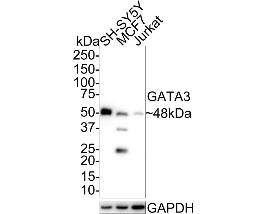 GATA-3 Antibody (A3G3-R) Western Blot: GATA-3 Antibody (A3G3-R) [NBP3-32375]