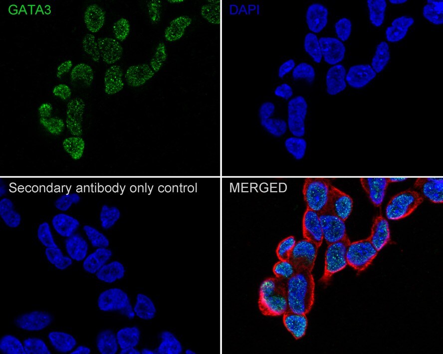 GATA-3 Antibody (A3G3-R)