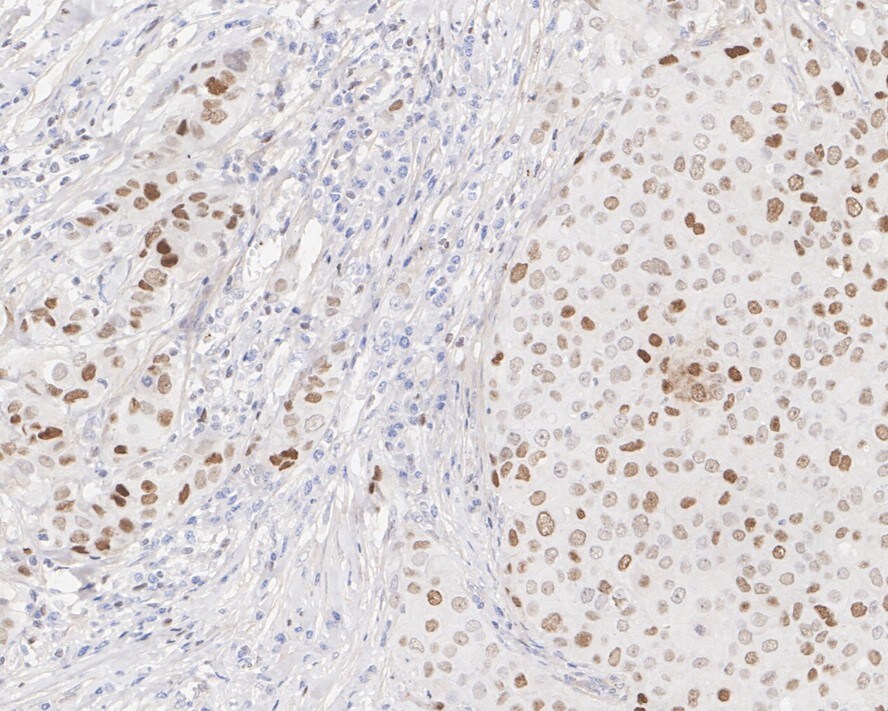 GATA-3 Antibody (A3G3-R)