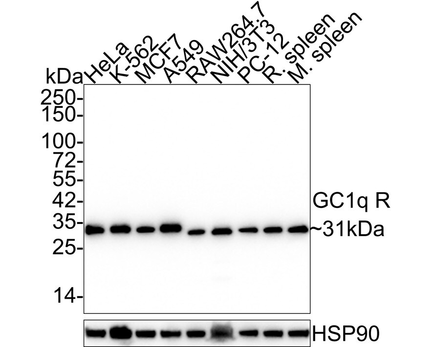 HABP1/C1QBP/GC1q R Antibody (A8F5-R) Western Blot: HABP1/C1QBP/GC1q R Antibody (A8F5-R) [NBP3-32377]