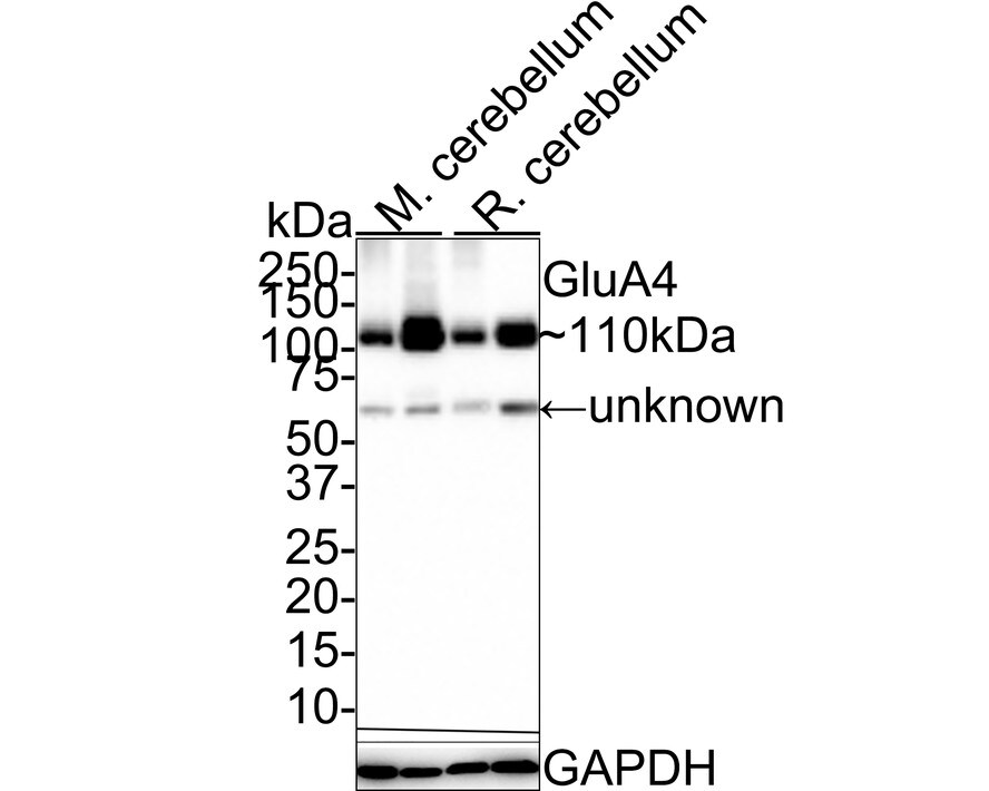 Glutamate Receptor 4 Antibody (JE36-81) Western Blot: Glutamate Receptor 4 Antibody (JE36-81) [NBP3-32384]