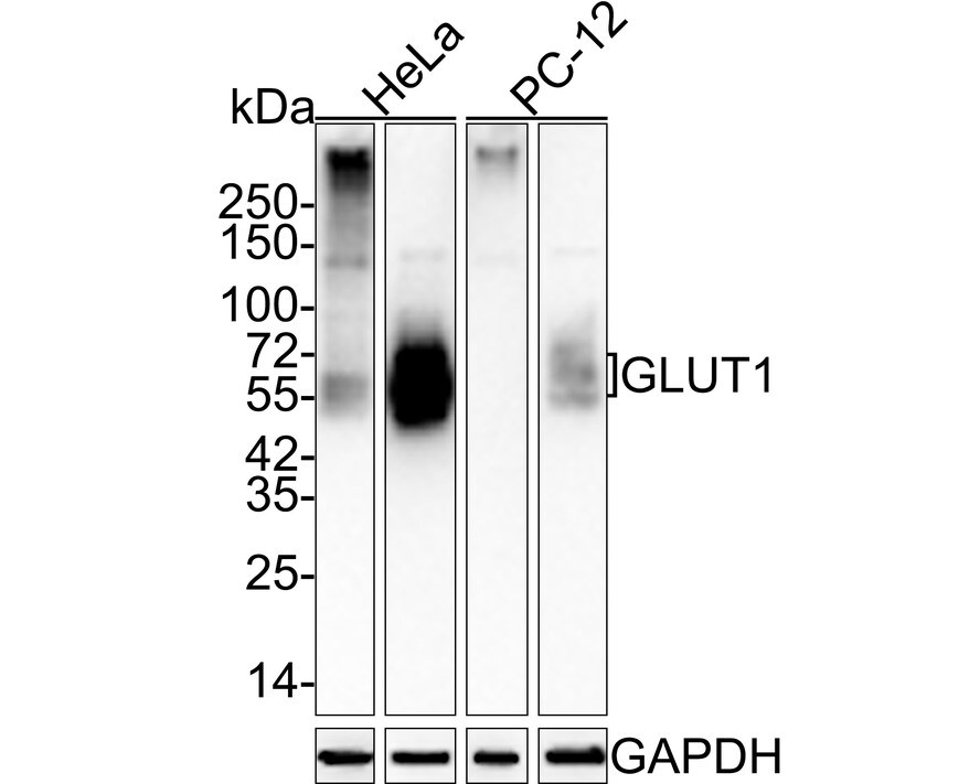 Glut1 Antibody (SA0377) Western Blot: Glut1 Antibody (SA0377) [NBP3-32385]
