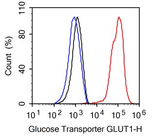 Glut1 Antibody (SA0377)