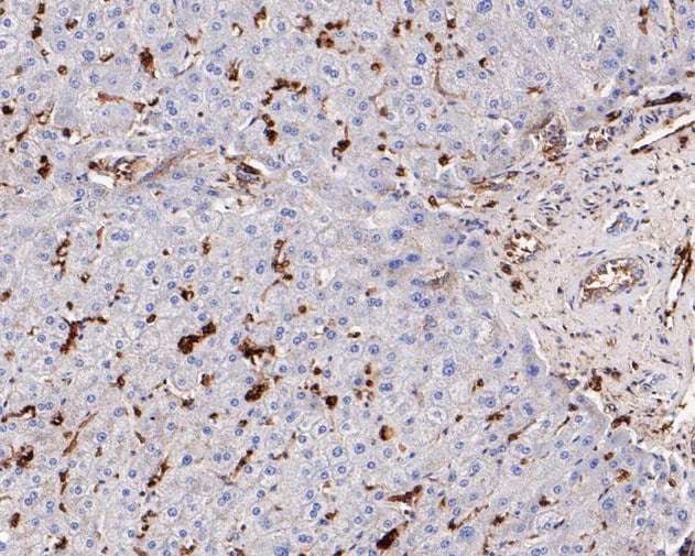Glut1 Antibody (SA0377)