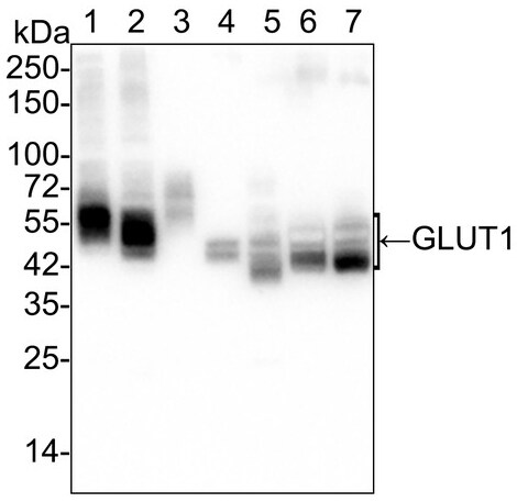Glut1 Antibody (SA0377)