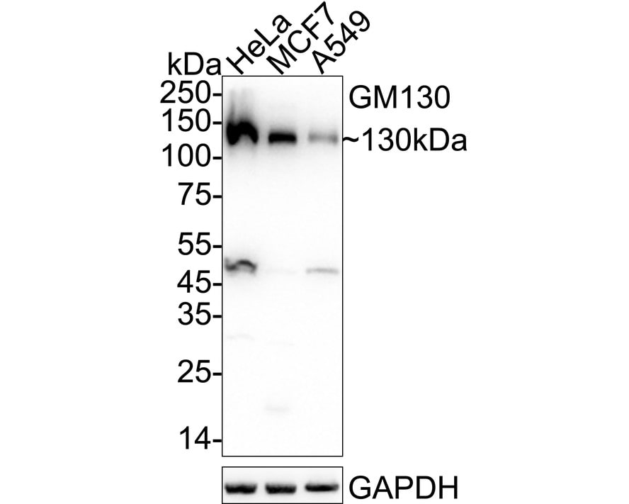 GM130/GOLGA2 Antibody (JE42-53) Western Blot: GM130/GOLGA2 Antibody (JE42-53) [NBP3-32394]