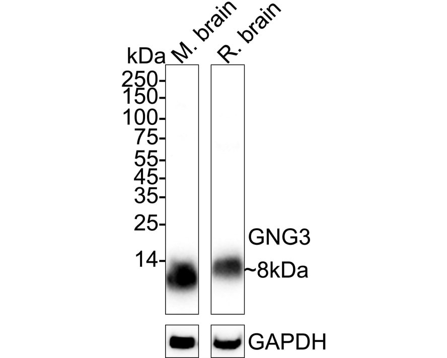 G gamma3 Antibody Western Blot: G gamma3 Antibody [NBP3-32398]