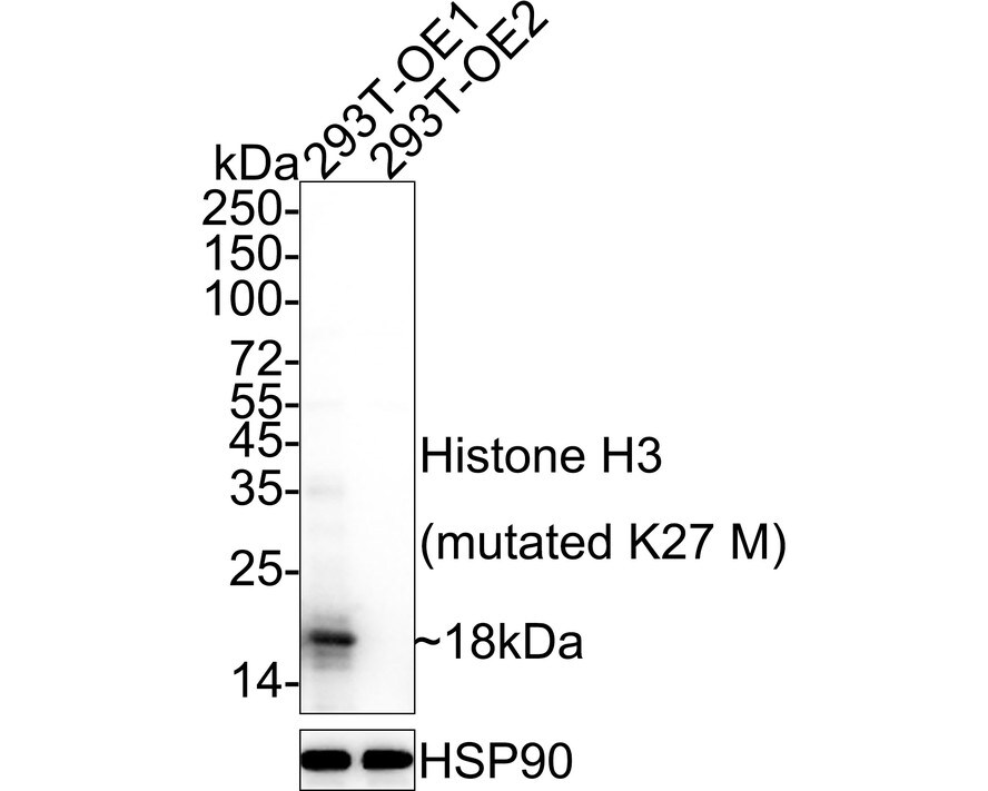 Histone H3 Antibody (JE46-51) - K27M mutant