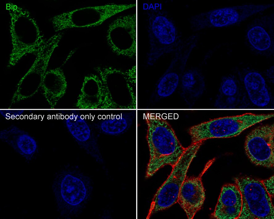 GRP78/HSPA5 Antibody (C9-9-R)