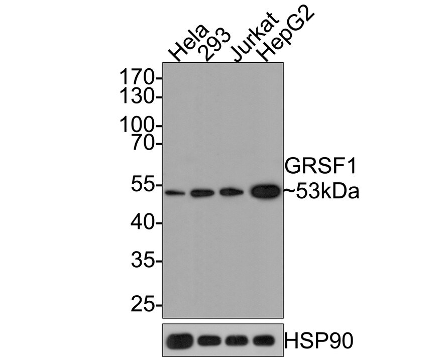 GRSF1 Antibody (JE65-34) Western Blot: GRSF1 Antibody (JE65-34) [NBP3-32410]