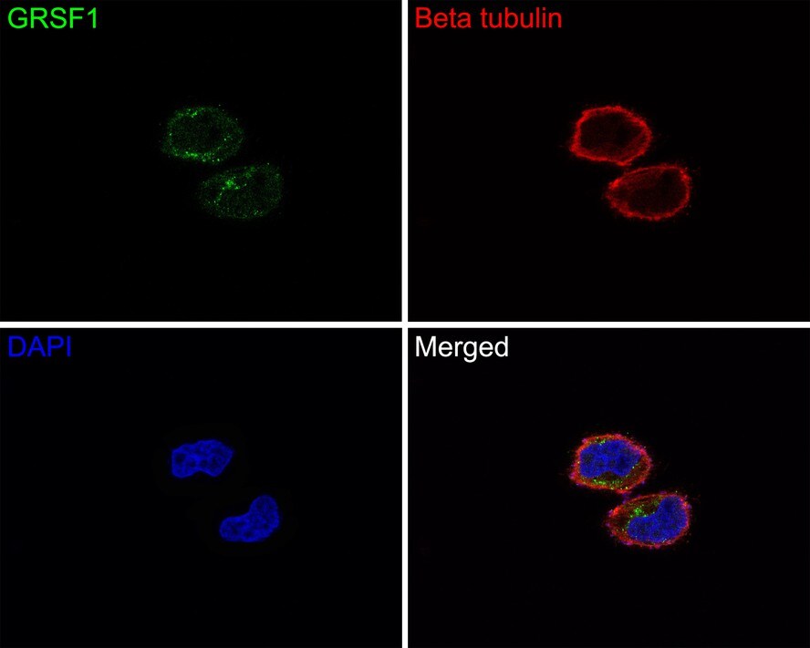 GRSF1 Antibody (JE65-34)