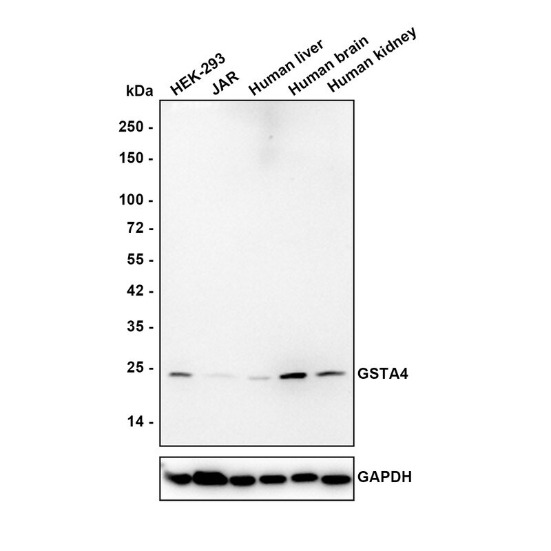 GSTA4 Antibody (JE61-65) Western Blot: GSTA4 Antibody (JE61-65) [NBP3-32412]