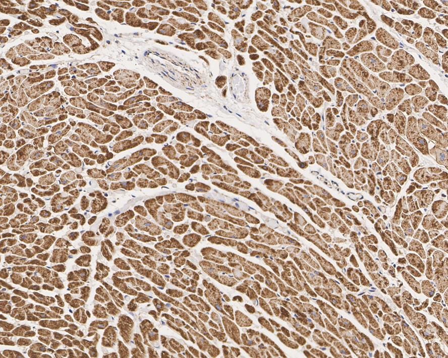 HADHA Antibody (PSH01-28)