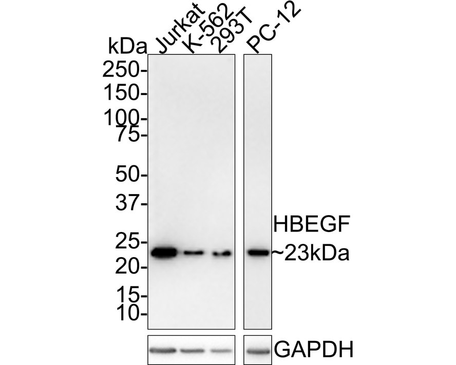 HB-EGF Antibody (JE34-79)